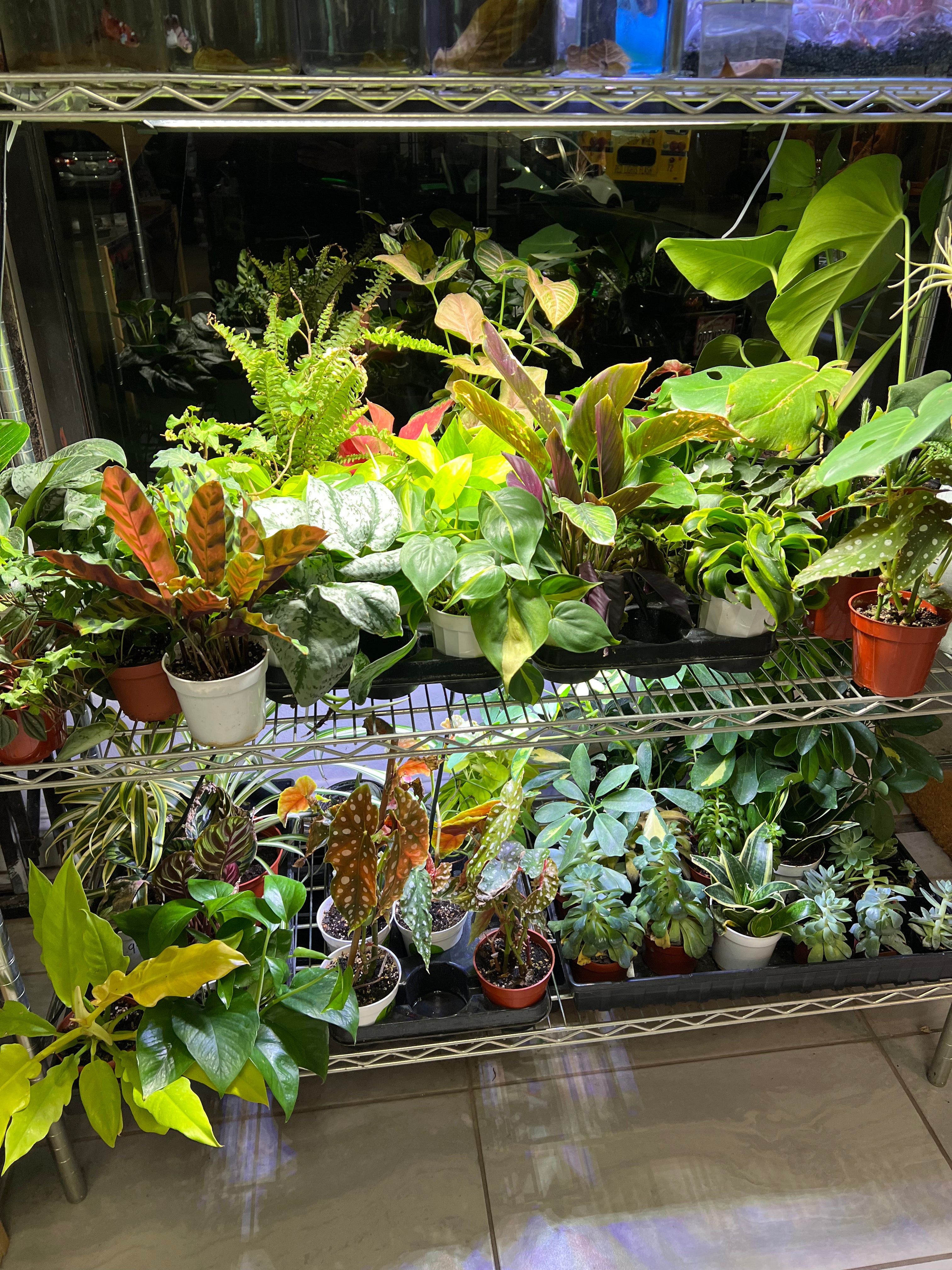 LIVE PLANTS